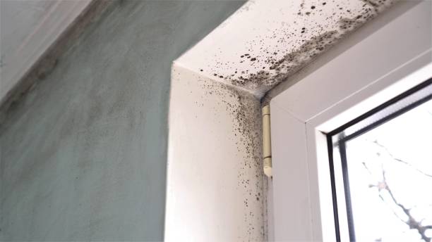 Best Attic Mold Remediation in Beale Af, CA