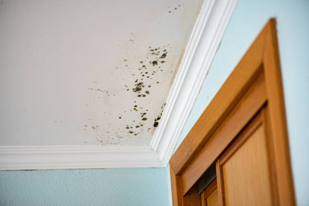 Best Mold Remediation for Specific Building Types in Beale Af, CA