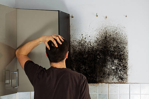Best Residential Mold Remediation in Beale Af, CA